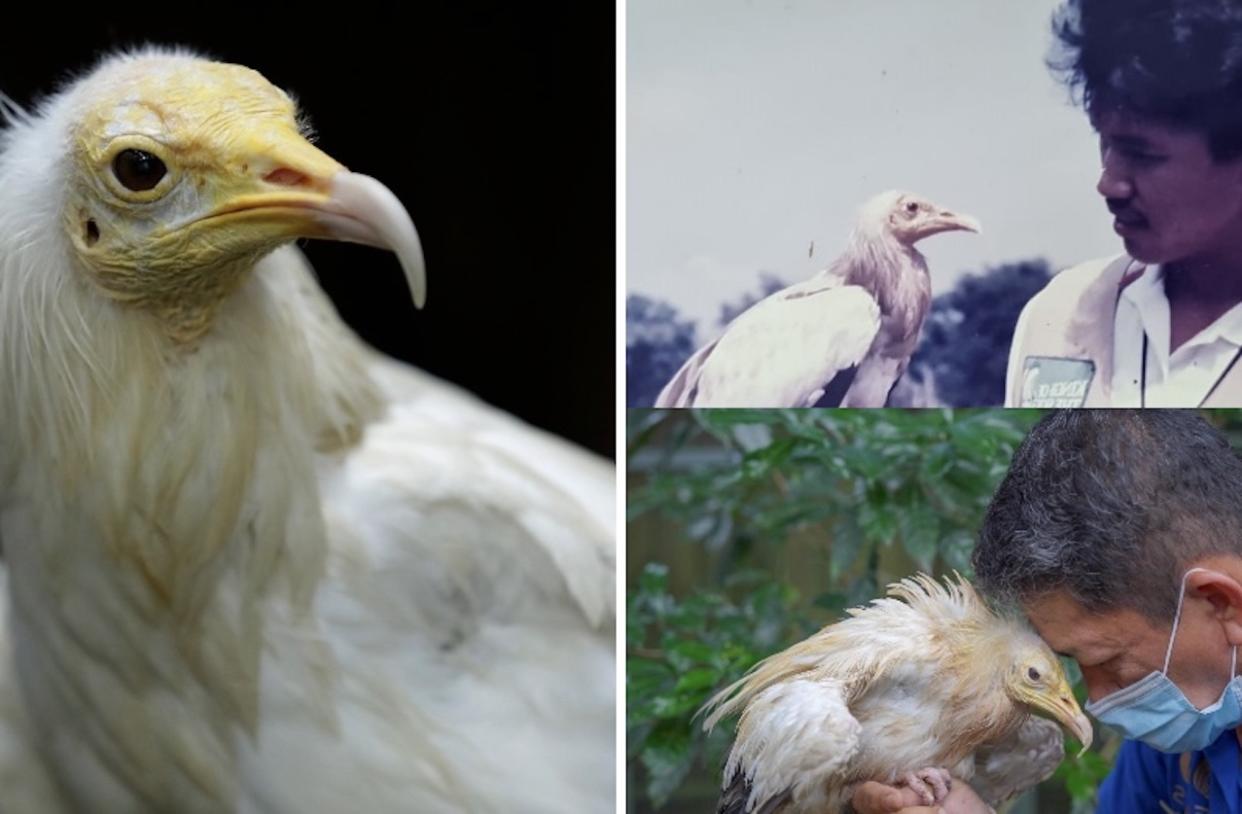 A series of photos showing Rod, Jurong Bird Park’s Egyptian Vulture, which died at nearly 60 years old.