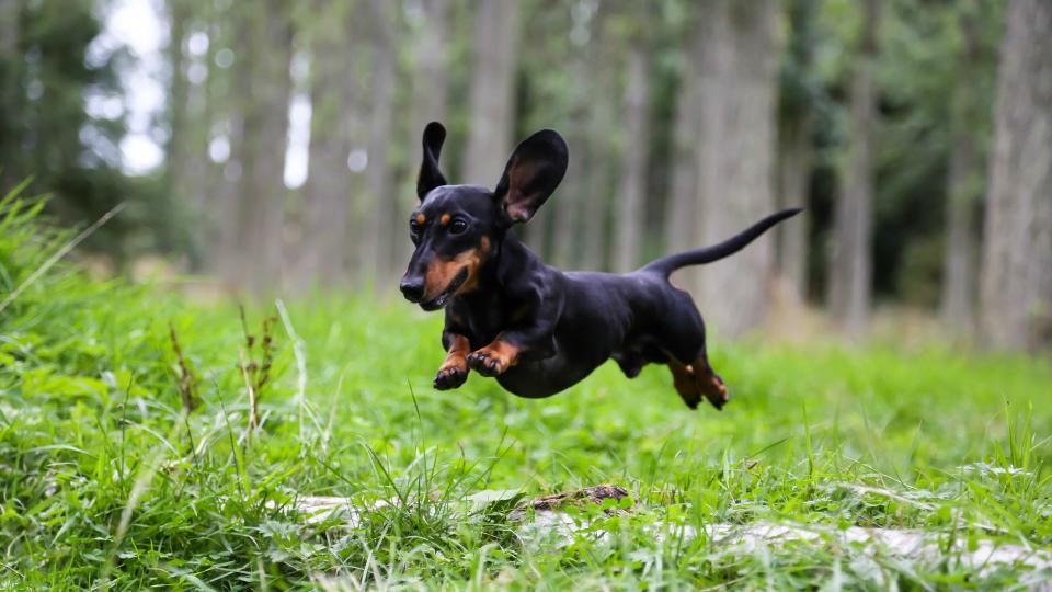 Most popular hound dog breeds