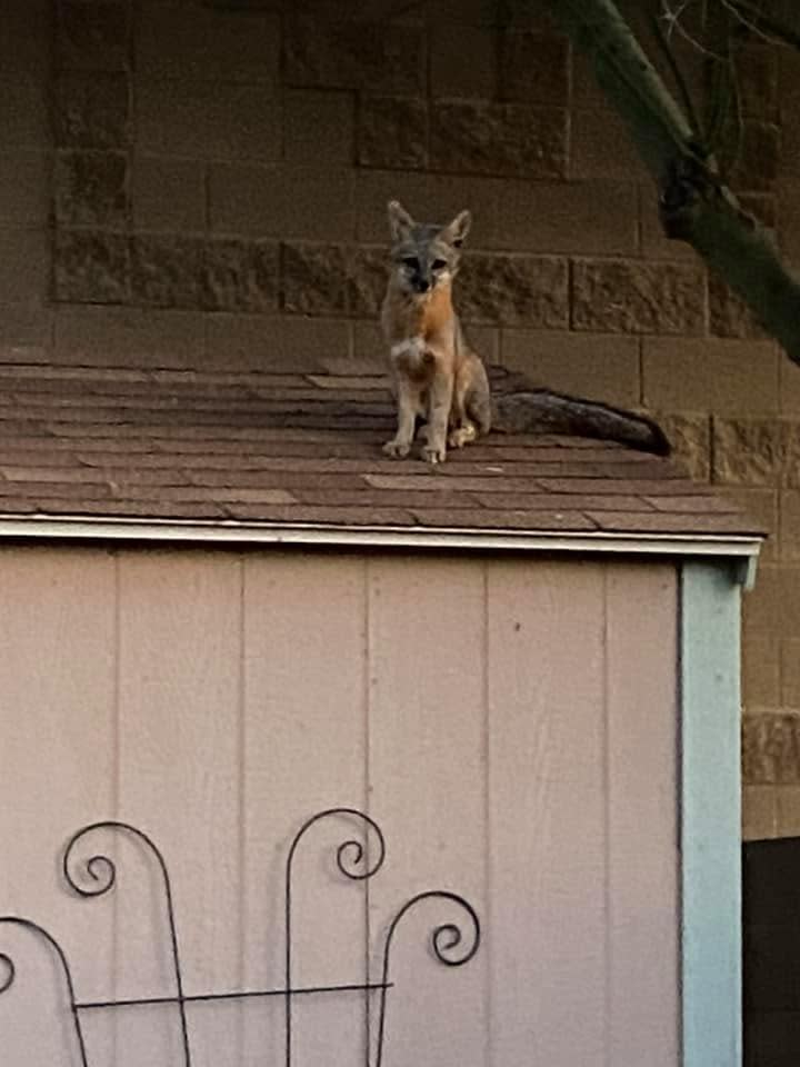 According to the Arizona Game and Fish Department, gray foxes, along with bats and skunks, are among the most commonly infected with rabies.