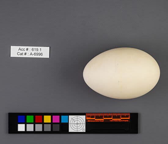 The website shows the size and coloration of a Canadian goose egg. 