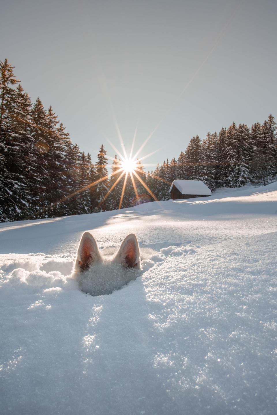 A dog buried in snow with just its ears sticking out