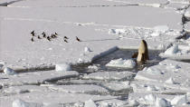 <b>Frozen Planet, BBC One, Wed, 9pm</b><br><b> Episode 2</b><br><br>Orca (killer whale) spyhopping near penguins - these orcas are thought to be a separate species. They are fish eaters and spy hop so that they can get a view into the ice and work out where to go down the narrow ice leads.