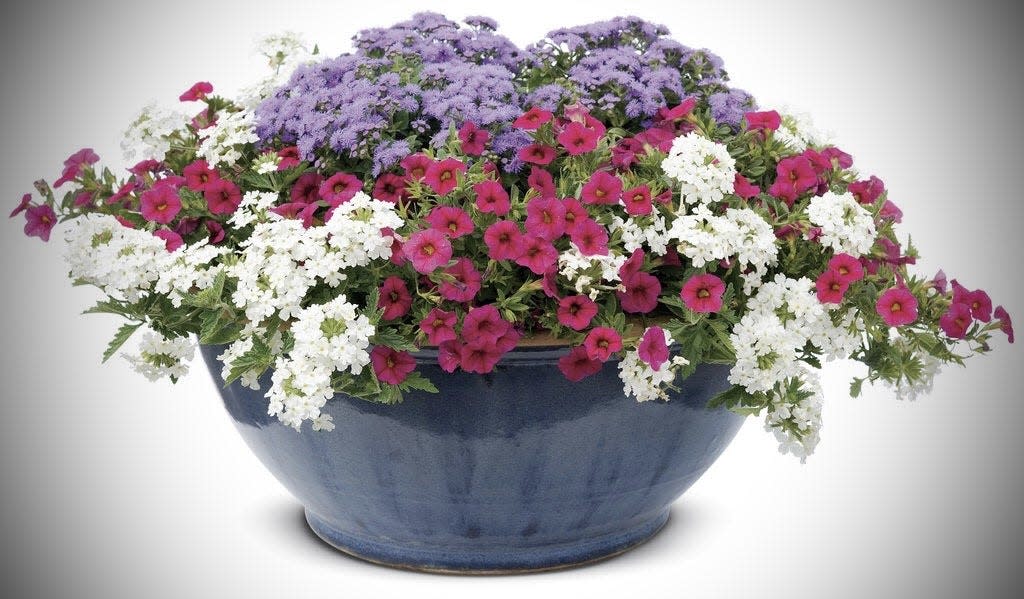 This bowl shaped container shows the colors of Old Glory with Artist Blue ageratum, Superbena Whiteout verbena and Superbells Cherry Red calibrachoa.