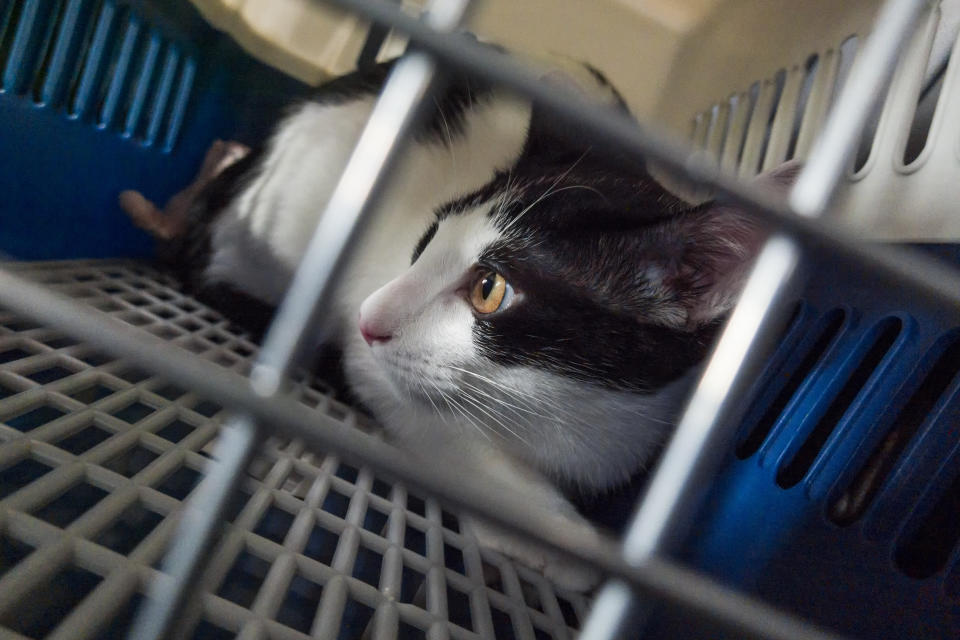 Utilisez une cage ou un panier de transport pour déplacer votre chat chez le vétérinaire en toute sécurité (Getty Images)