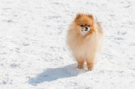 <p>Los pomeranos descienden de razas muy antiguas que solían vivir en el extremo norte. Por eso, es como una versión pequeña del perro esquimal. Por su pelaje esponjoso, suele entrar en calor demasiado rápido, lo que lo convierte en un perro ideal para climas helados.<em> Foto:</em> <em>Oleksandra Korobova/Getty Images</em> </p>