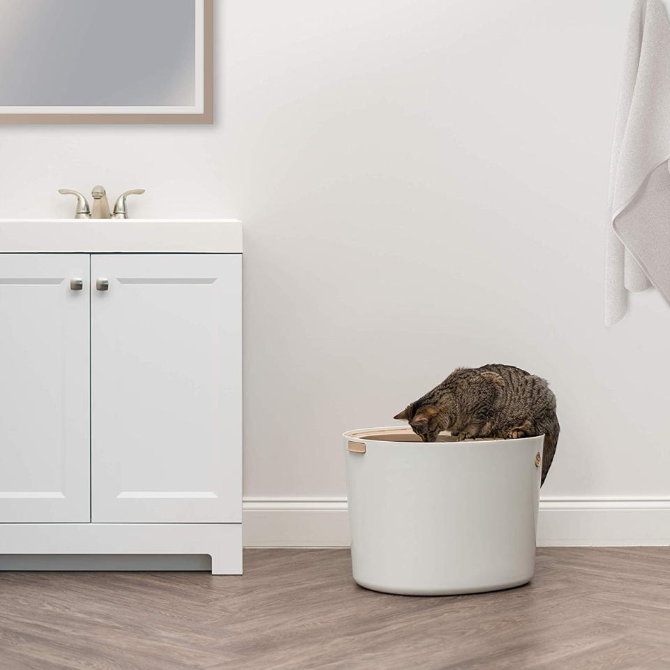 Look for a Litter Box with a Top Entrance