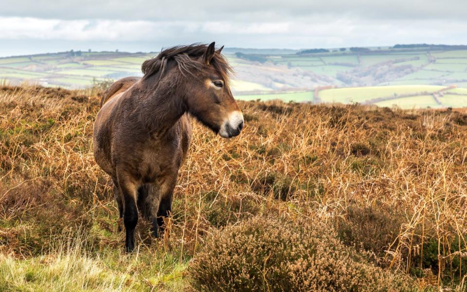 The Exmoor Pony is a horse breed native to the British Isles, on Exmoor - golfer2015