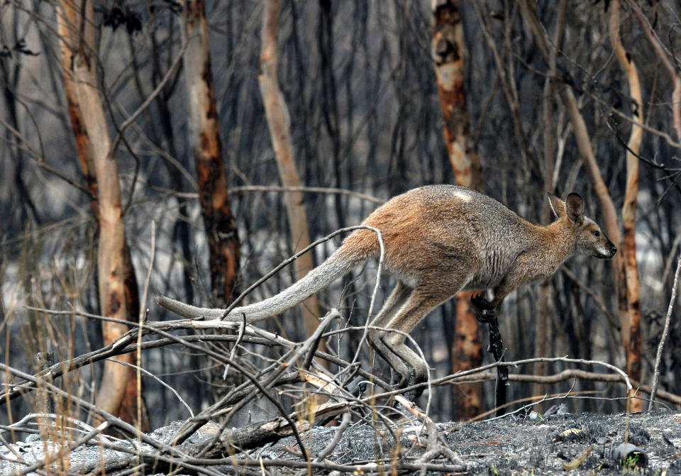 Wildlife carers around Australia are calling on governments to halt land clearing and shooting after kangaroos have been decimated by fires. Source: AAP