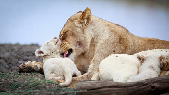 First-ever pictures of white lion cubs in the wild