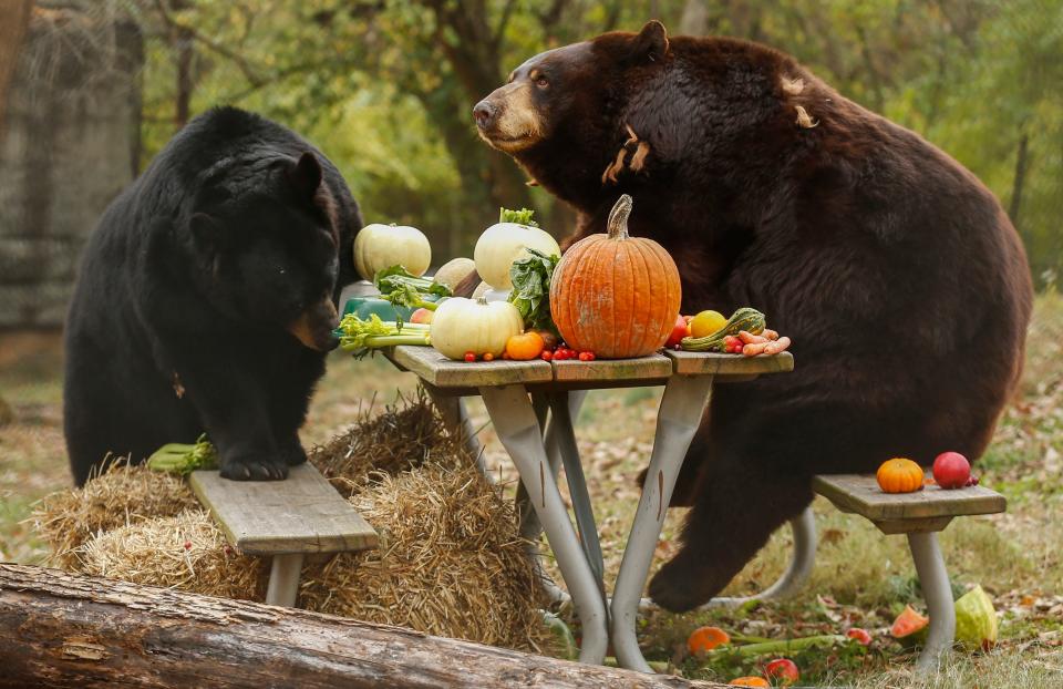 Black bears enjoy a Thanksgiving lunch at a Missouri zoo.