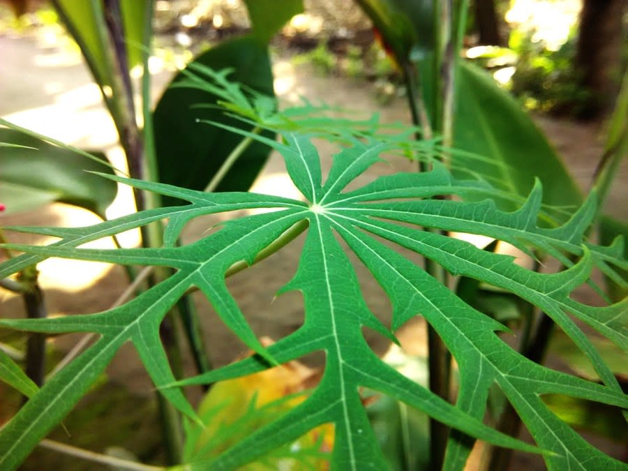 Leaves of a jatropha multifida plant. (File image)