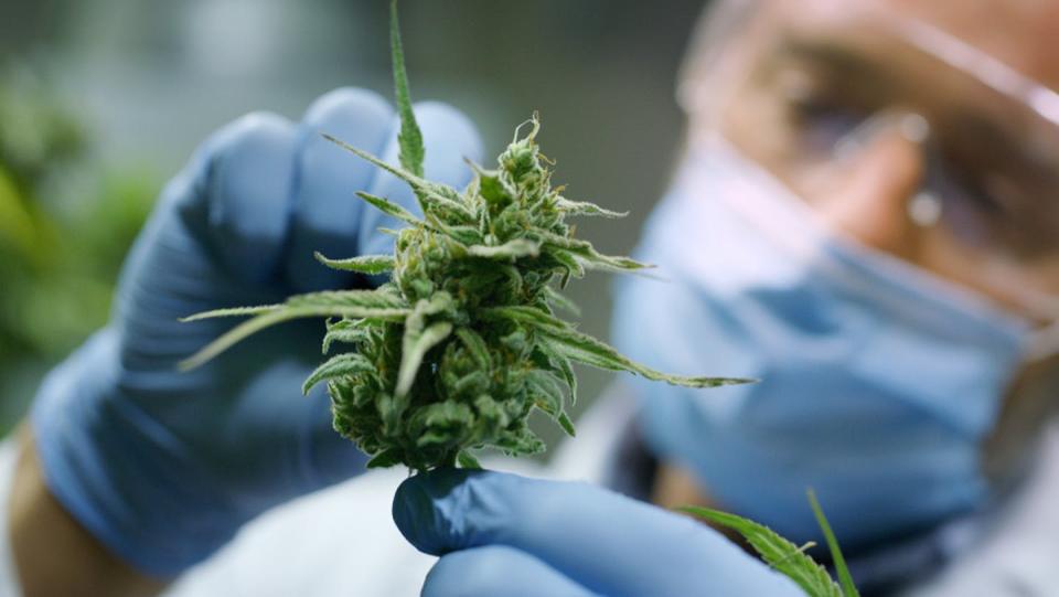 <span class="caption">A scientist examines marijuana leaves, from which cannabis is derived. Tweets about the medical benefits of cannabis often exaggerate the medical benefits.</span> <span class="attribution"><a class="link " href="https://www.shutterstock.com/image-photo/portrait-scientist-mask-glasses-gloves-checking-1296586384" rel="nofollow noopener" target="_blank" data-ylk="slk:HQuality/Shutterstock.com;elm:context_link;itc:0;sec:content-canvas">HQuality/Shutterstock.com</a></span>