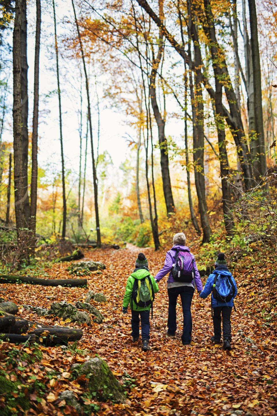 <p>Pack a few bags, bundle up, and make a day trip to a local forest this fall. Little ones will have a blast exploring new territory, especially if there's a spectacular aerial view waiting for them at the end. </p>