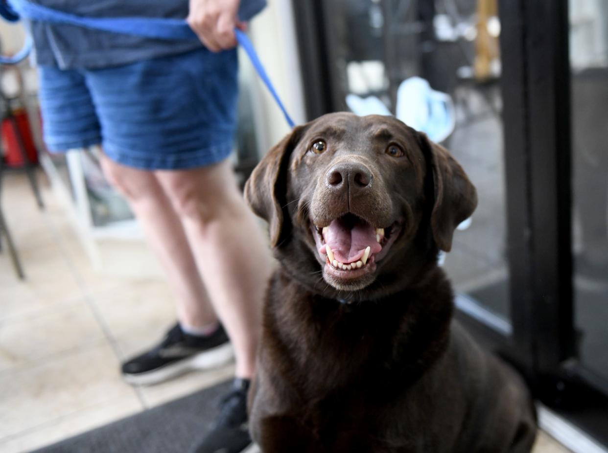 Many seniors consider their beloved pets their trusty companions, providing them with love and comfort.