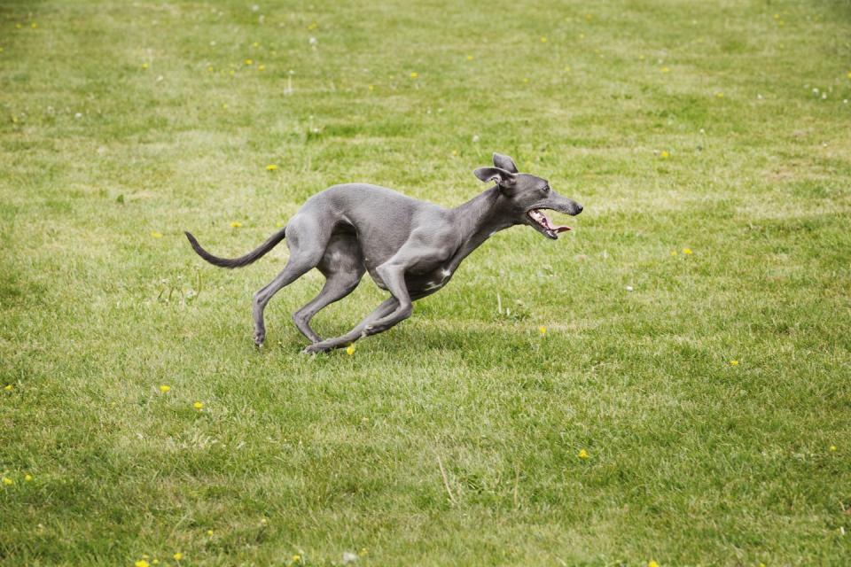 Greyhound