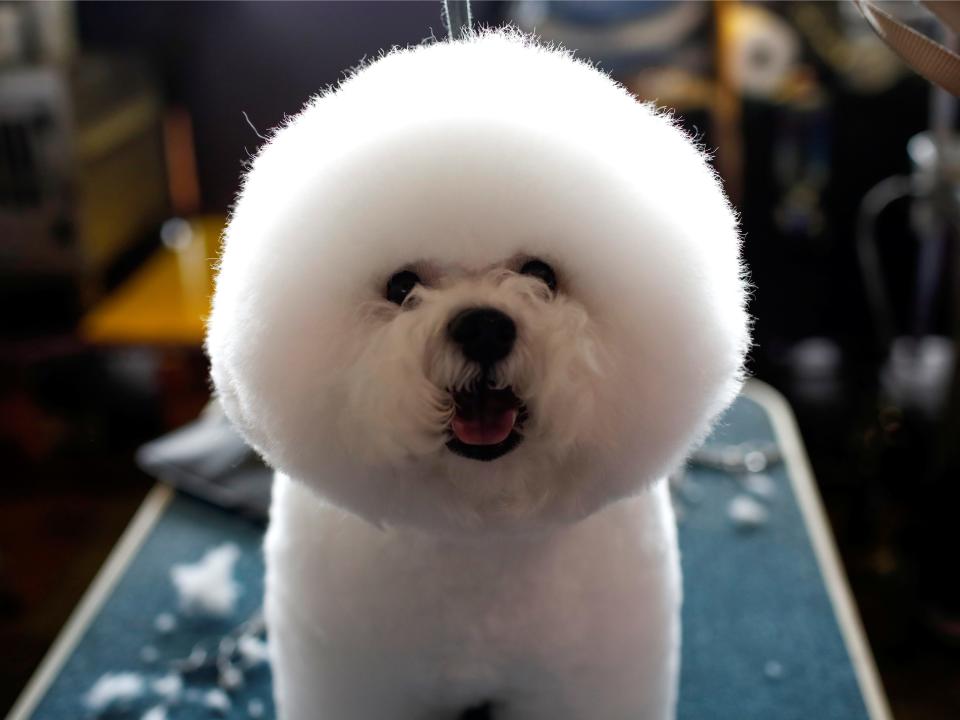 dog grooming