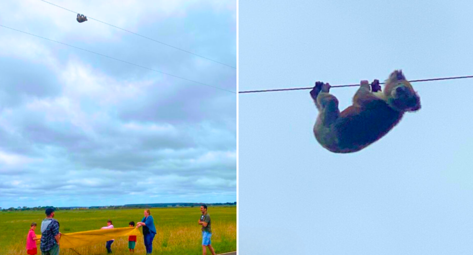 A Koala hanging off a power line in Moyne, Victoria with people holding a tarp underneath.