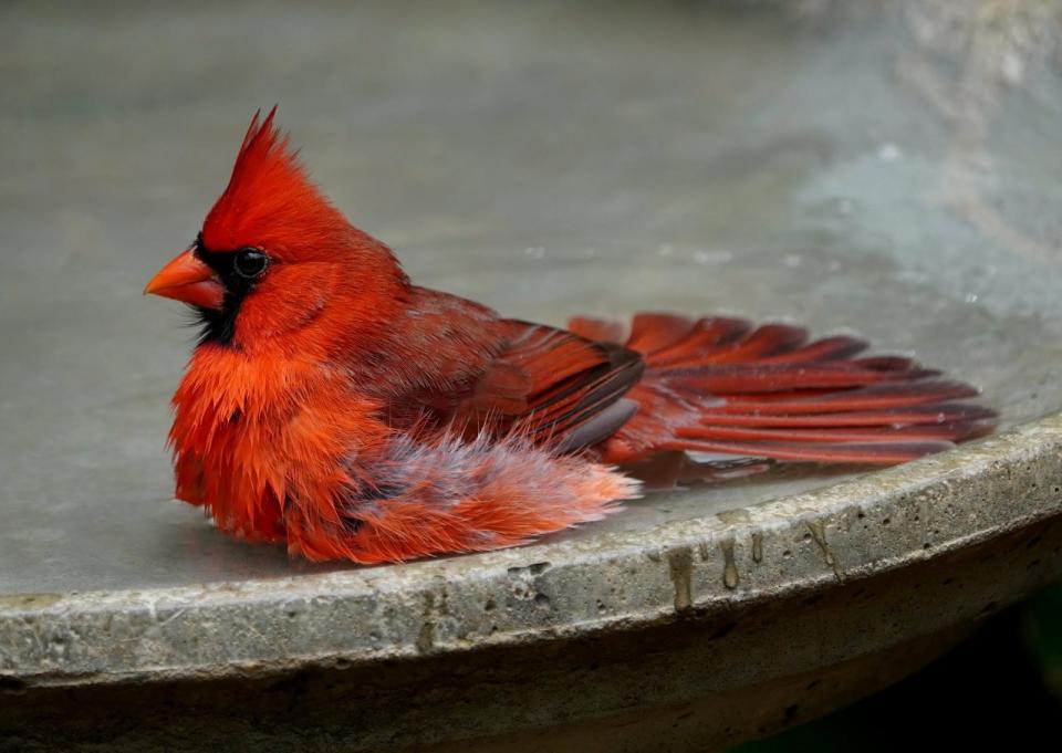 A Northern Cardinal maintains his plumage by fluffing and spreading his feathers in the bath.