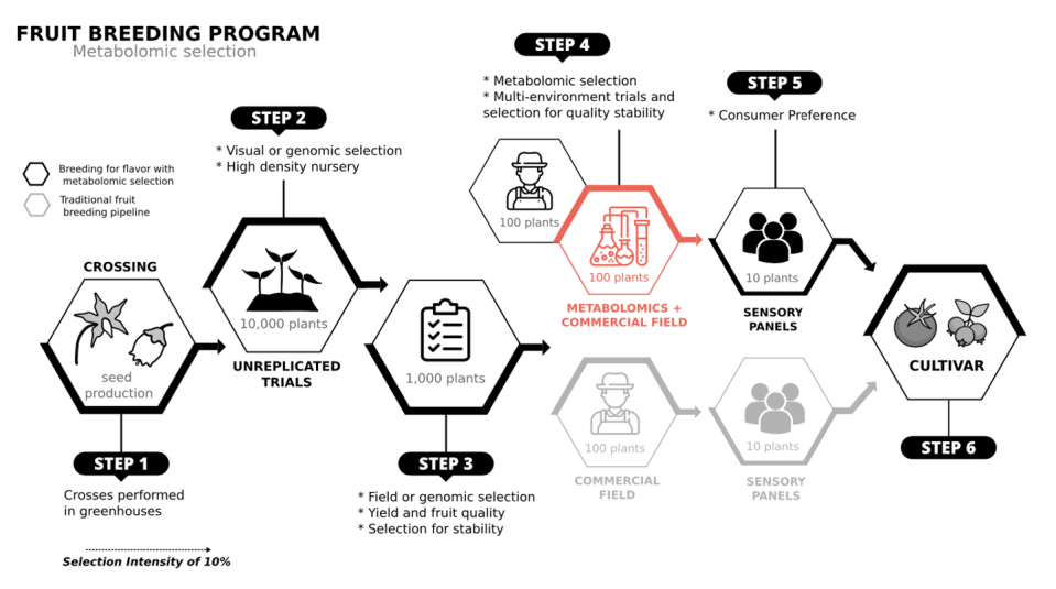 Diagram comparing implementing flavor optimization in a plant breeding program to consumer panels.