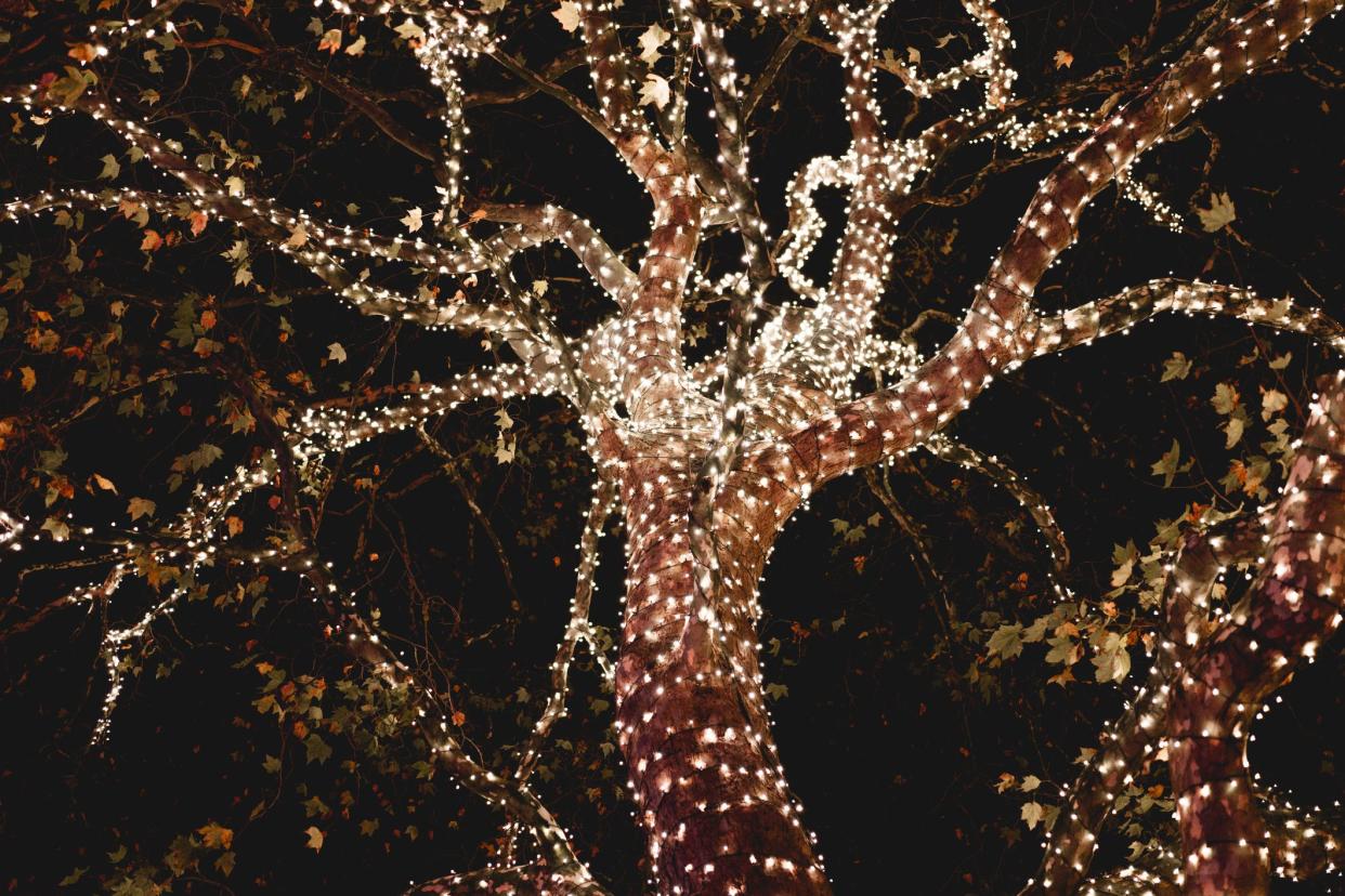 A tree decorated with warm white Christmas lights on the branches. Holidays concept. Landscape format.