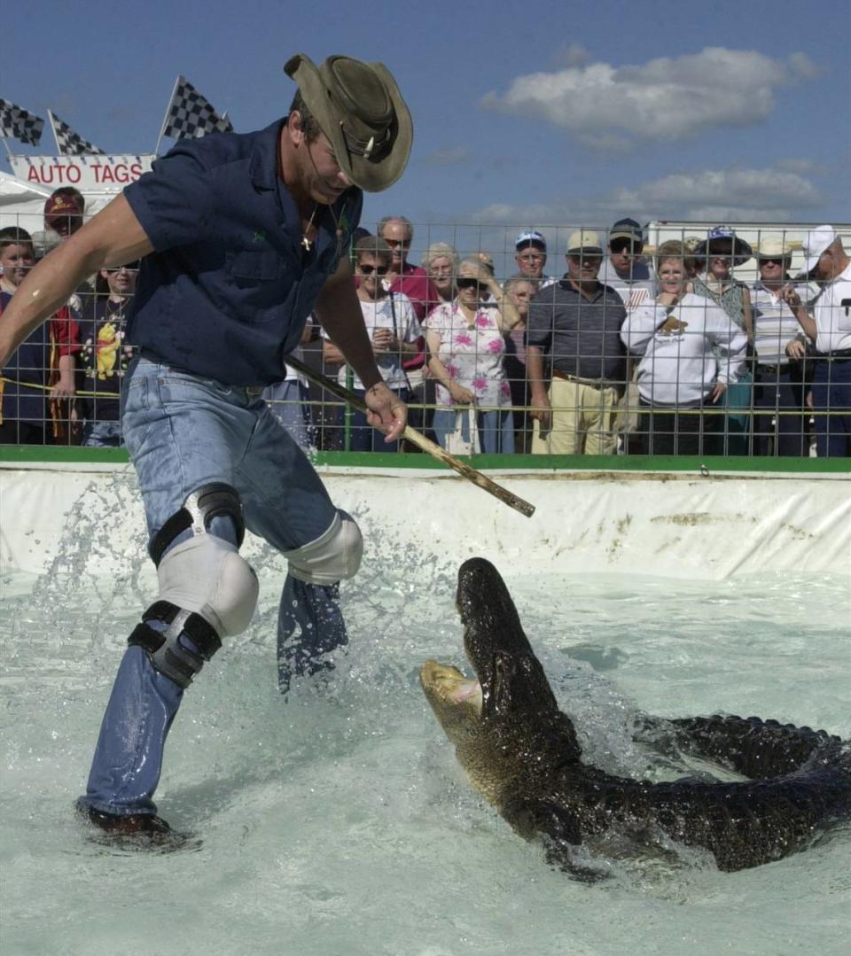 Jeff Quattrocchi, approaching an 8-foot, 200-pound American Alligator, during the Swampmaster Gator Show at the Manatee County Fair on Wednesday January 23, 2002.