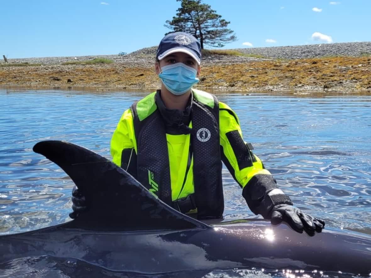 It's believed the pod of dolphins followed mackerel into Hagars Cove on McNutts Island off Nova Scotia's South Shore. (Marine Animal Response Society - image credit)