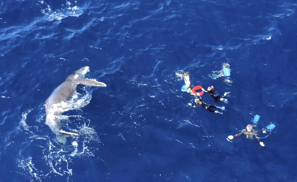 Drone footage shows how friendly the whales off the coast of Tonga really are. (Photo: Grant Thomas/Caters News) 