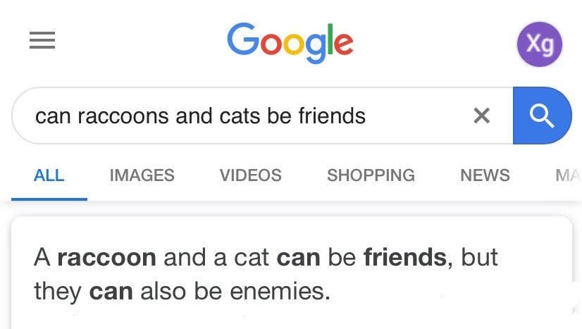 question asking if raccoons and cats can be friends that says yes, but tthey can also be enemies