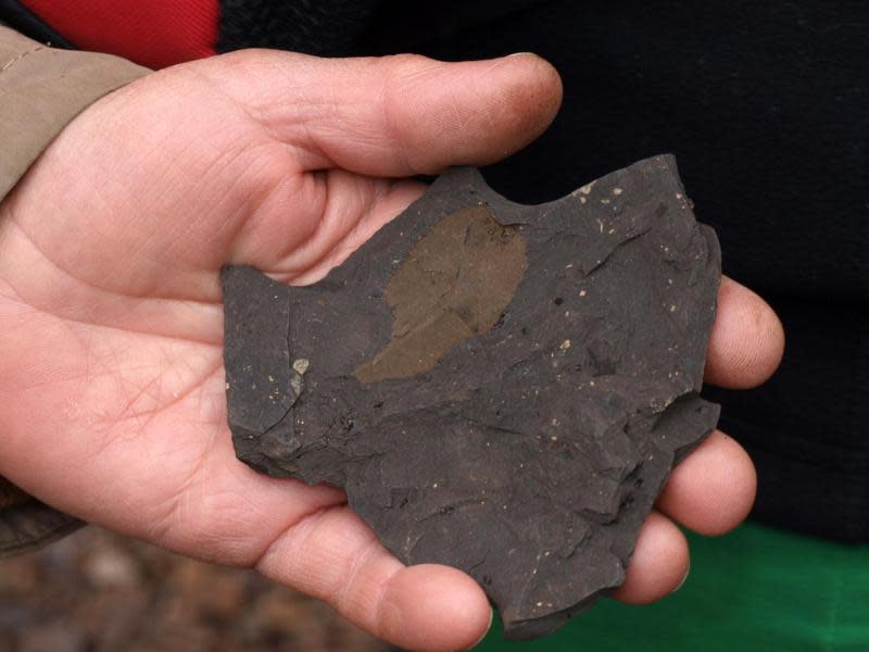 Hellbraun setzt sich etwas vom Rest des Gesteins ab: Es ist ein Blatt, das aufgrund der besonderen Bodenverhältnisse in der Grube Messel noch sehr gut erhalten ist. Foto: Karin Willen