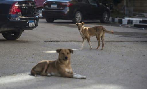 Complaints about dog attacks and exposure to rabies have triggered calls for the animals to be brought under control