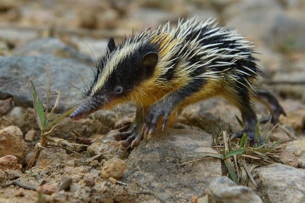 PHOTO: Lowland Streaked Tenrec (Hemicentetes semispinosus). A species of tenrec, a diverse and unique group of mammals found only on Madagascar. (Chien C. Lee/Chien Lee Photography)