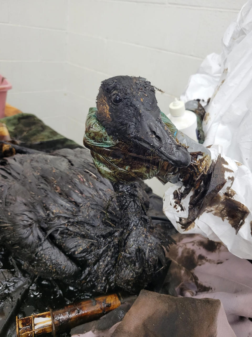 In this photo provided by International Bird Rescue, staff wash geese found trapped in the La Brea Tar Pits in Los Angeles on Aug. 1, 2023. Los Angeles Animal Services attended the birds first before taking the living geese to the International Bird Rescue, a nonprofit that specializes in rescuing and rehabilitating birds from oil spills. (Kadi Erickson/International Bird Rescue via AP)