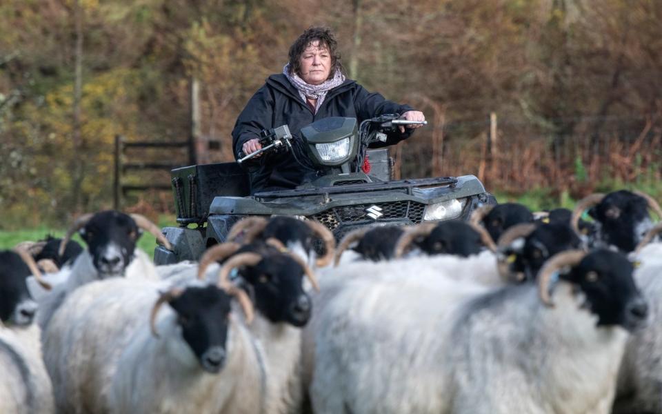 Helen Radmore with her Scotch Blackface sheep on Dartmoor