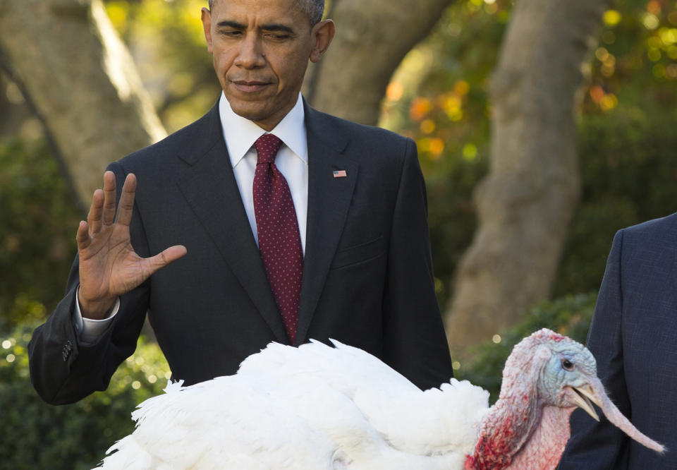President Barack Obama pardons Abe, the National Thanksgiving Turkey, Wednesday, Nov. 25, 2015, during a ceremony in the Rose Garden of the White House in Washington. This is the 68th anniversary of the National Thanksgiving Turkey presentation. (Photo: Evan Vucci/AP)
