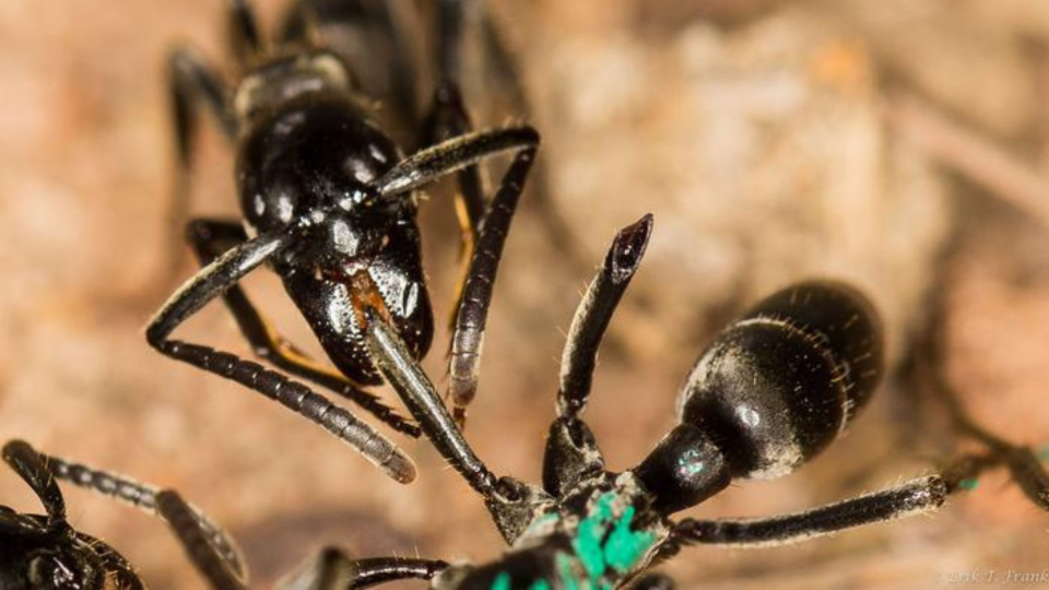 EUREKALERT - Ants