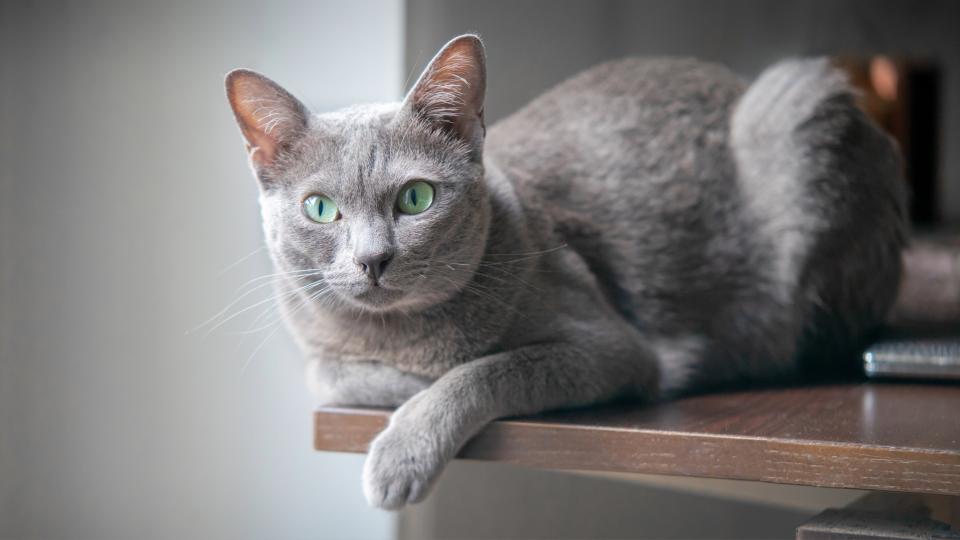 Purebred korat cat posing on a table indoor and looking at camera