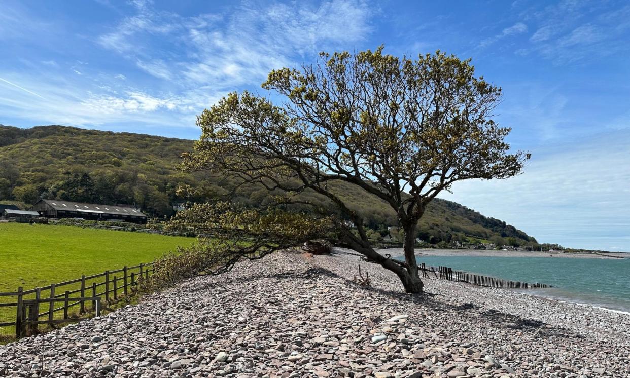 <span>The sessile oak on the beach near Porlock Weir.</span><span>Photograph: Sarah Hudston</span>