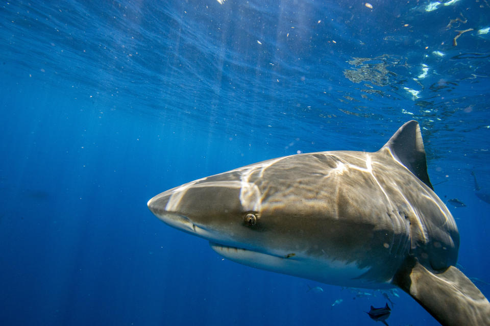 Bullenhaie gehören zu den aggressiveren Hai-Arten.