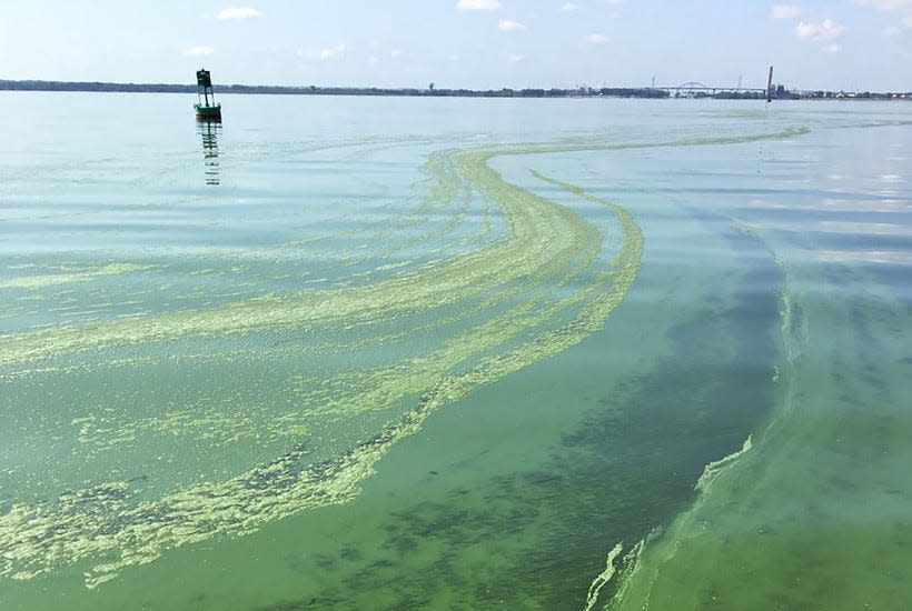 An active algal bloom in Lower Green Bay from August 2019.