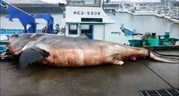 The shark was found caught up in netting in the Pacific Ocean, off Japan, with a sea turtle trapped in its teeth.