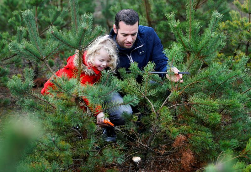 Man and his daughter saw their chosen Christmas tree to take home for free at The Dutch Hoge Veluwe National Park in Otterlo