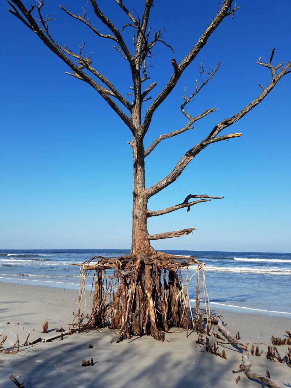 A tree with exposed roots