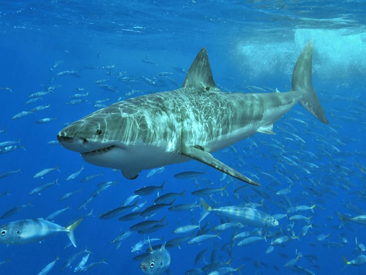 The suspected great white shark left a tooth in the man's surfboard: Terry Goss/Wikipedia