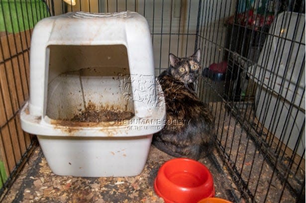 One of 176 cats that were rescued by The Humane Society of the United Stated and Mississippi law enforcement on Jan. 31 in Crystal Springs.