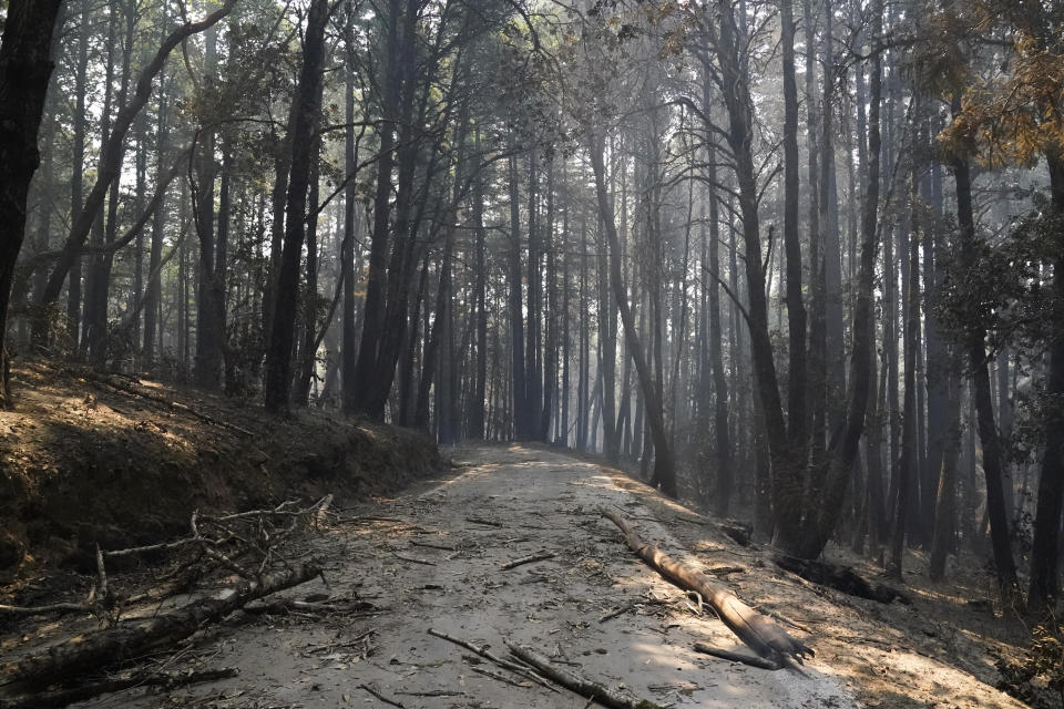 A forest road is littered with debris and trees are burned after the CZU Lightning Complex Fire went through Sunday, Aug. 23, 2020, in Big Basin Redwoods State Park, Calif. (AP Photo/Marcio Jose Sanchez)