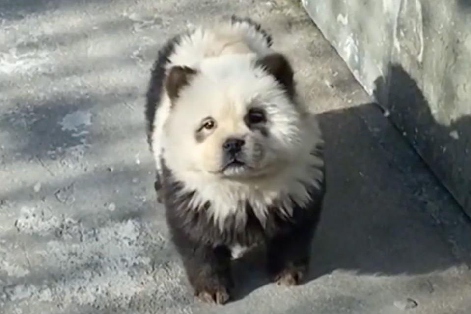 <p>Newsflare</p> A "panda dog" at the Taizhou Zoo