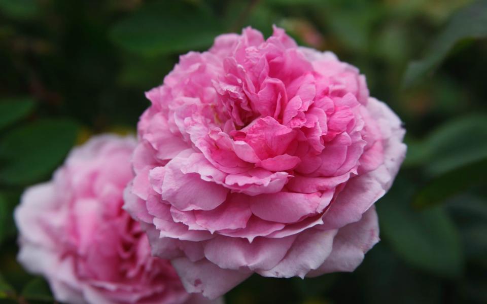 David Austin’s mid-pink The Mayflower rose - GAP Photos/Dave Bevan