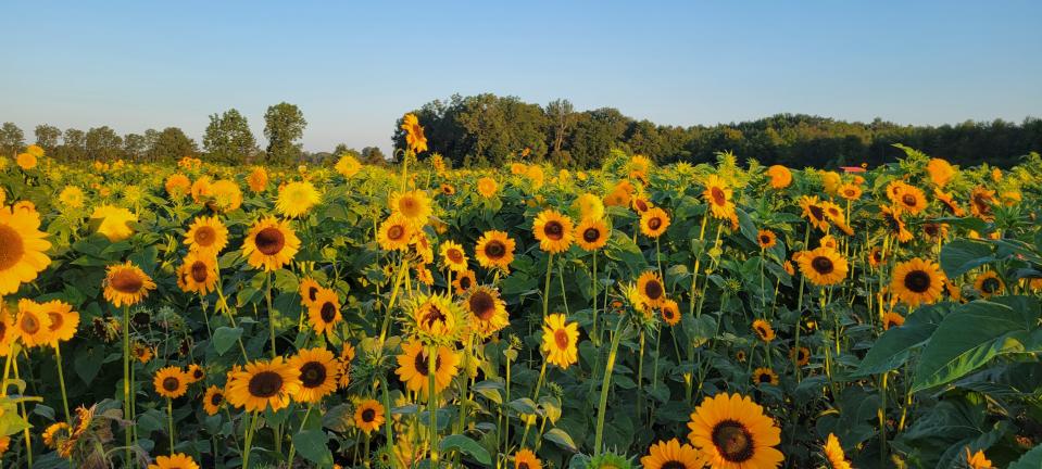 DeBuck’s Family Farm in Belleville will hold its Sunflower Festival in August.