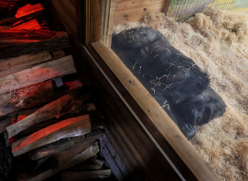 FILE PHOTO: A 48 year-old gorilla Tony lies next to a wood stove, which heats his enclosure in zoo in Kyiv