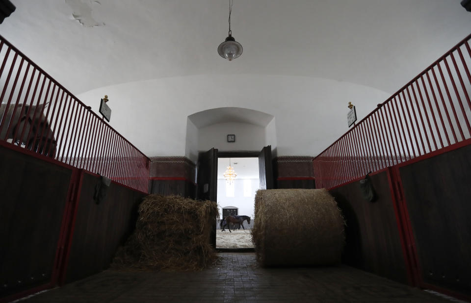 In this photo taken on Thursday, July 11, 2019, a horse is led in a riding hall at a stud farm in Kladruby nad Labem, Czech Republic. UNESCO this month added a Czech stud farm to its World Heritage List, acknowledging the significance of a horse breeding and training tradition that has survived centuries. Founded 440 years ago to breed and train ceremonial horses to serve at the emperor’s court, the National stud farm and its surrounding landscape have kept its original purpose since. (AP Photo/Petr David Josek)